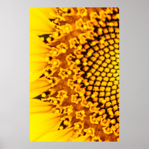 Macro Sunflower Poster