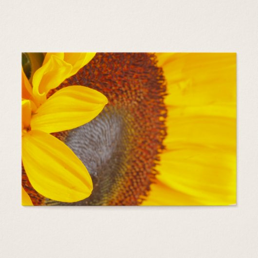 Macro Sunflower Profile Card (Front)