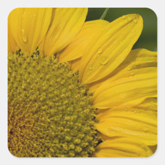 Macro Sunflower With Raindrops Square Sticker