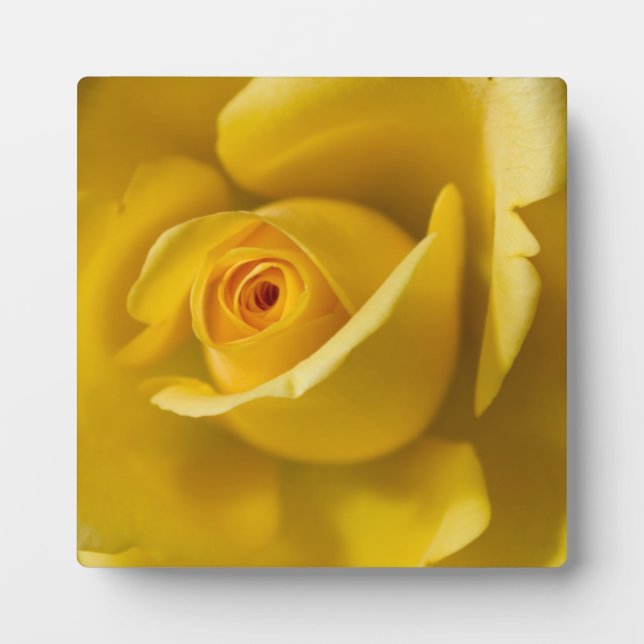 Macro Yellow Rose Plaque (Front)