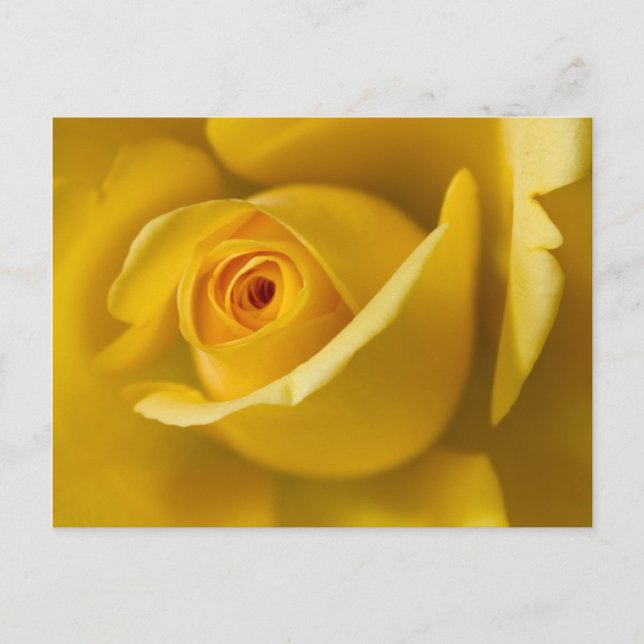 Macro Yellow Rose Postcard (Front)