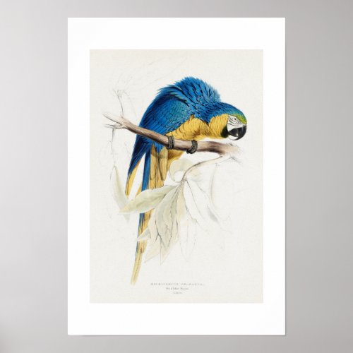 Macrocercus Ararauna Parrot Poster