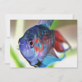 Macropodus Opercularis Aquarium Fish (Front)