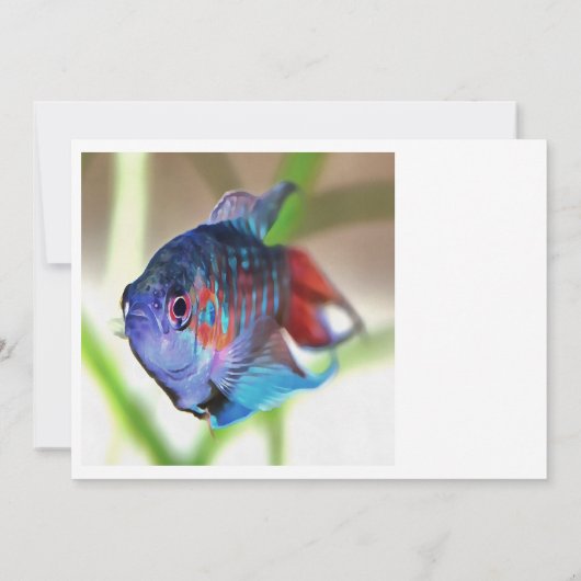 Macropodus Opercularis Aquarium Fish (Back)