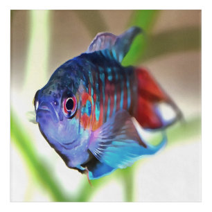 Macropodus Opercularis Aquarium Fish Acrylic Print