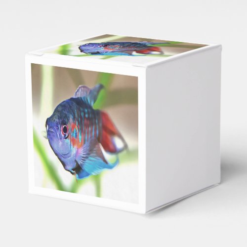 Macropodus Opercularis Aquarium Fish Favor Boxes