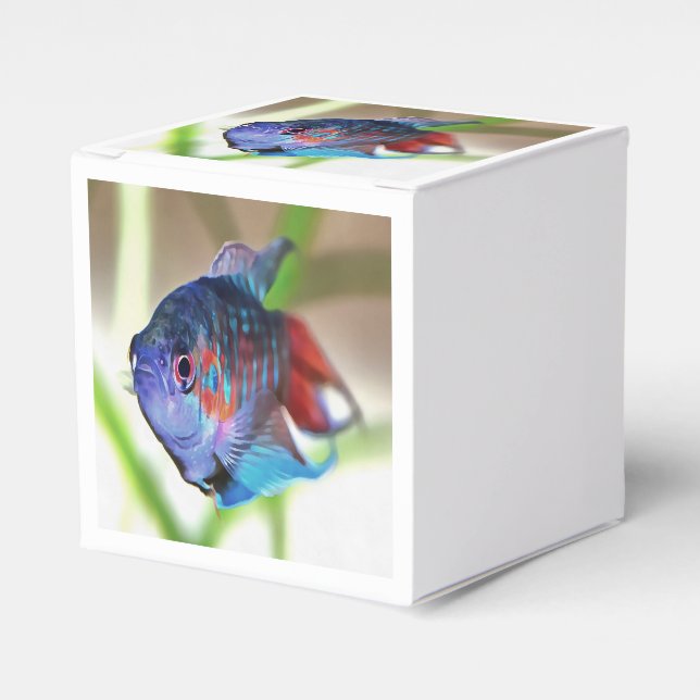 Macropodus Opercularis Aquarium Fish Favor Boxes (Front Side)