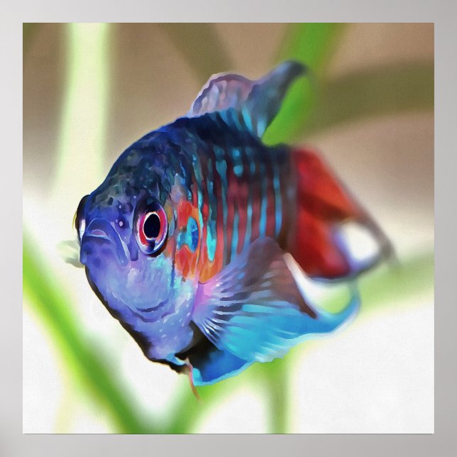 Macropodus Opercularis Aquarium Fish Poster (Front)