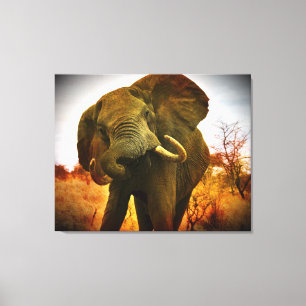 Mad African Elephant Wrapped Canvas Print