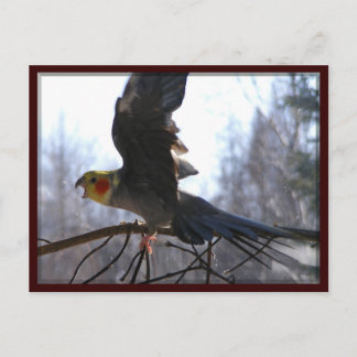 mad bird Postcards