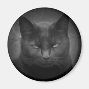 Mad Black cat spotlight Magnet