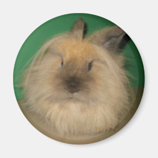 Mad Bunny Magnet