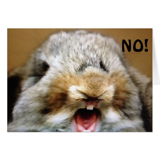 MAD RABBIT SAYS "NO" U CANNOT BE "50" CARDS (Front Horizontal)