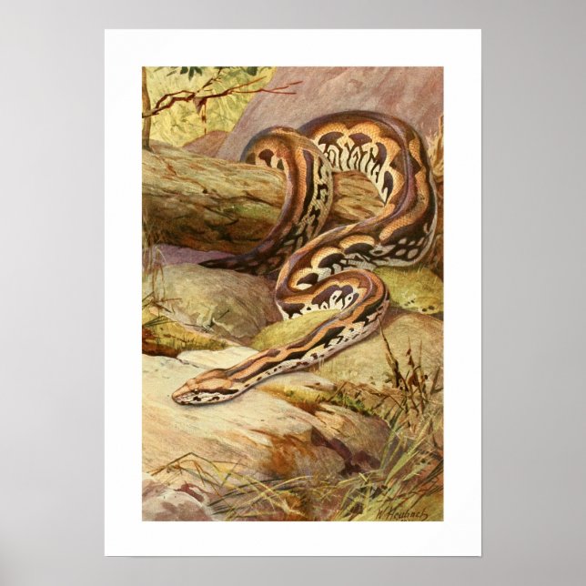 Madagascan Boa Poster (Front)