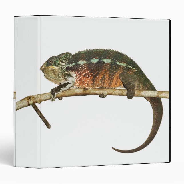 Madagascar 2 binder (Front/Spine)