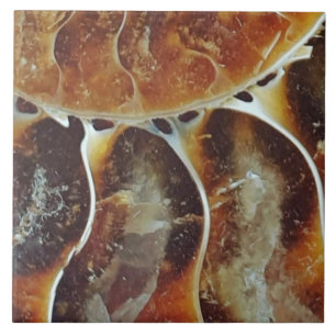 Madagascar ammonite large ceramic tile