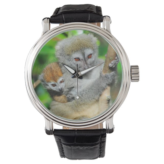 Madagascar, Andasibe, Ile Aux Lemuriens, Mother Watch (Front)