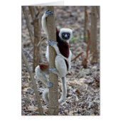 Madagascar, Ankarafantsika Reserve; Ampijoroa; (Front)