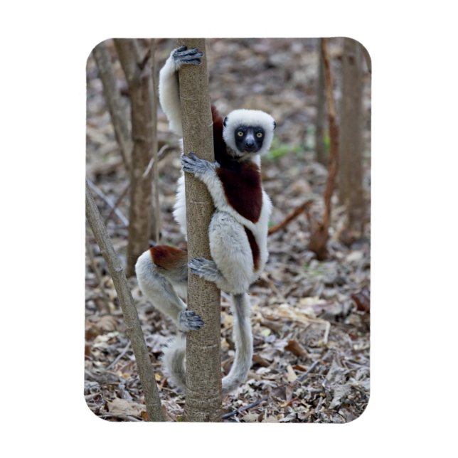 Madagascar, Ankarafantsika Reserve; Ampijoroa; Magnet (Vertical)