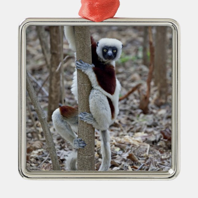 Madagascar, Ankarafantsika Reserve; Ampijoroa; Metal Ornament (Front)