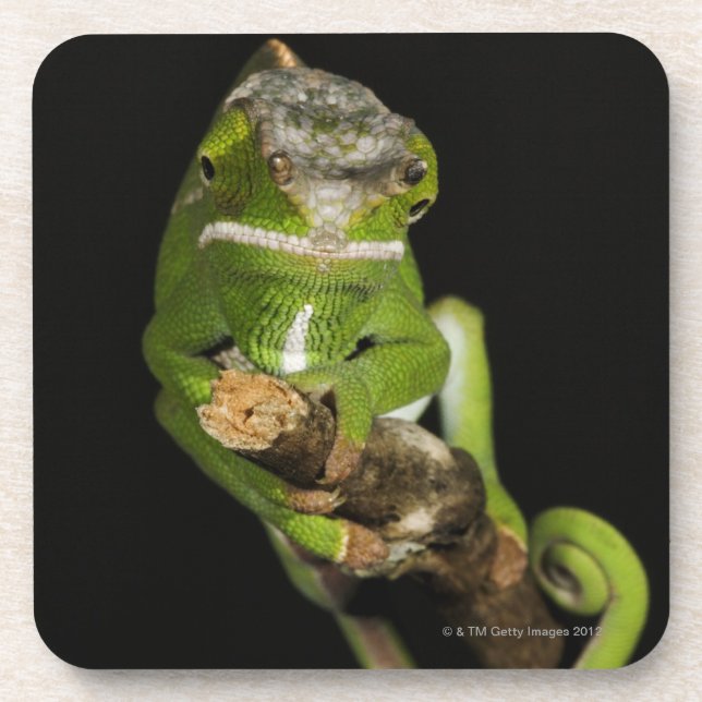 Madagascar Beverage Coaster (Front)
