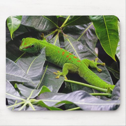 Madagascar day gecko mouse pad