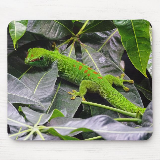 Madagascar day gecko mouse pad (Front)