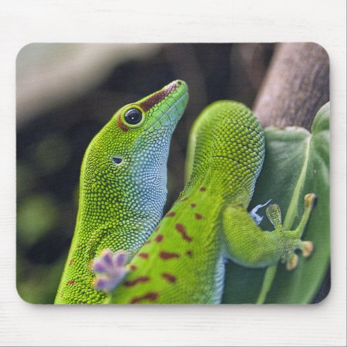 Madagascar day gecko mouse pad