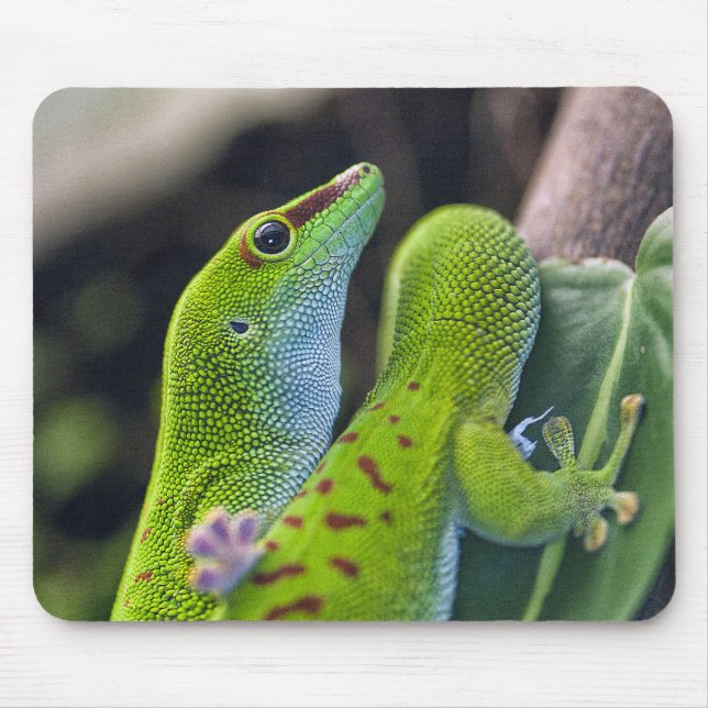 Madagascar day gecko mouse pad (Front)