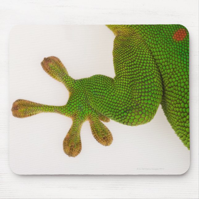 Madagascar day gecko (Phelsuma madagascariensis 2 Mouse Pad (Front)