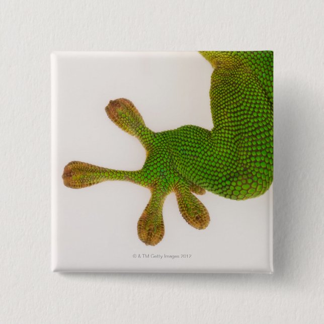 Madagascar day gecko (Phelsuma madagascariensis 2 Pinback Button (Front)