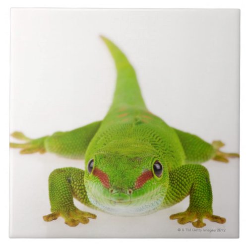 Madagascar day gecko Phelsuma madagascariensis Ceramic Tile