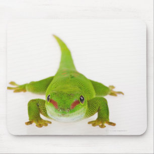 Madagascar day gecko (Phelsuma madagascariensis) Mouse Pad