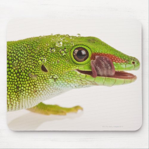 Madagascar day gecko Phelsuma madagascariensis Mouse Pad