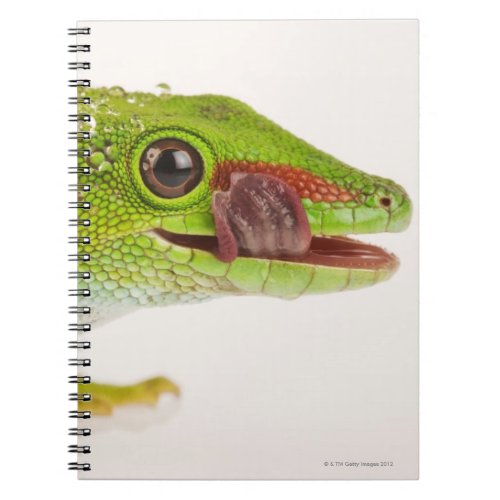 Madagascar day gecko Phelsuma madagascariensis Notebook