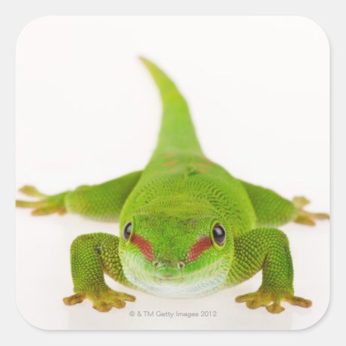 Madagascar day gecko Phelsuma madagascariensis Square Sticker