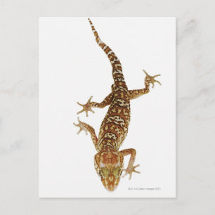 Madagascar ground gecko (Paroedura pictus) on Postcard