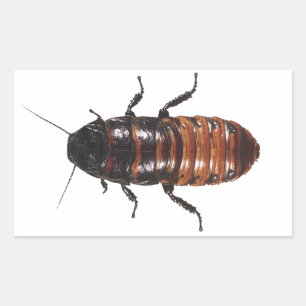 Madagascar Hissing Coackroach Rectangular Sticker