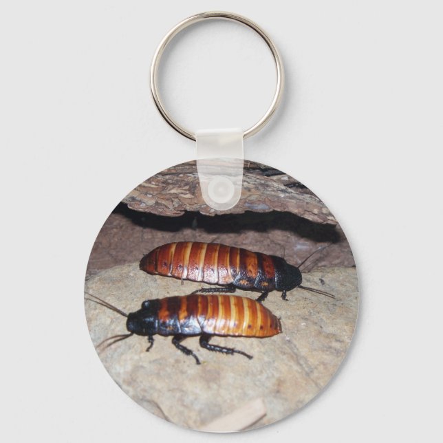 Madagascar Hissing Cockroach Keychain (Front)