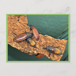 Madagascar hissing cockroaches postcard