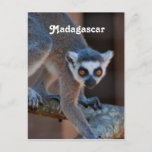 Madagascar Lemur Postcard