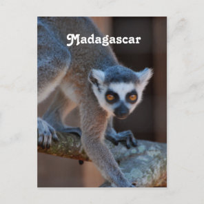 Madagascar Lemur Postcard