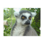 Madagascar Lemur Postcard