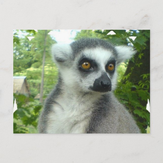 Madagascar Lemur Postcard (Front)