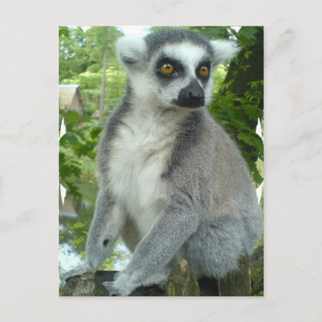 Madagascar Lemur Postcard (Front)