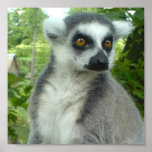 Madagascar Lemur Print