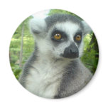 Madagascar Lemur Round Magnet