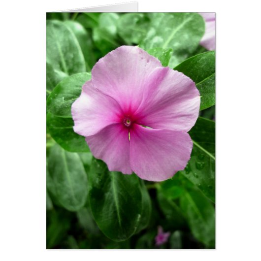 Madagascar Periwinkle- 'Leukemia Buster' (Front)