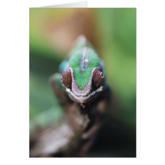 Madagascar, Red bar Panther Chameleon Cards (Front)