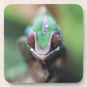 Madagascar, Red bar Panther Chameleon Drink Coaster